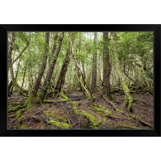 Shop "Rain forest, Tasmania, Australia" Black Framed Print